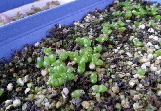 碧光環(huán)多肉怎么分栽，教你五個(gè)步驟盆盆爆滿