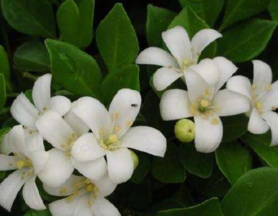 九里香盆景修剪，老農(nóng)總結(jié)四大基本步驟(摘心/摘芽/修枝/摘葉)