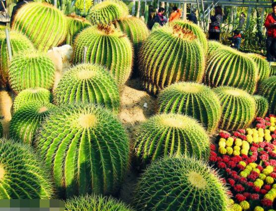 仙人球的擺放風(fēng)水，陽臺、玄關(guān)、書房為風(fēng)水最好