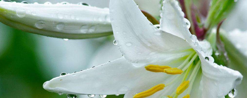 水養(yǎng)百合蔫了能恢復嗎