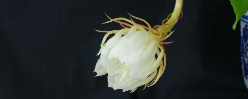 曇花長(zhǎng)氣根怎么處理