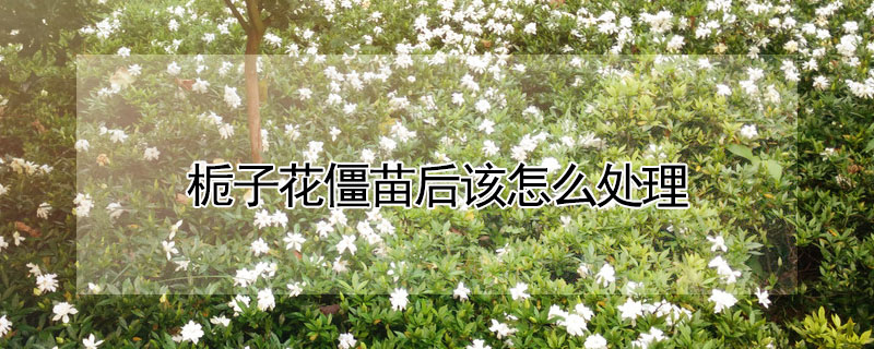 梔子花僵苗后該怎么處理
