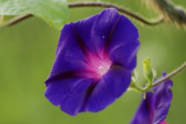 牽?；▽?duì)孕婦有影響嗎