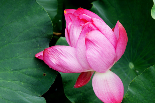 荷花的栽培與養(yǎng)護技術(shù)