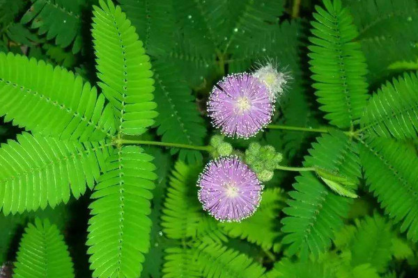 含羞草能在室內(nèi)養(yǎng)嗎