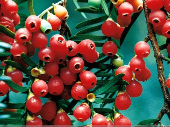 紅豆杉怎么養(yǎng)殖，紅豆杉養(yǎng)殖方法