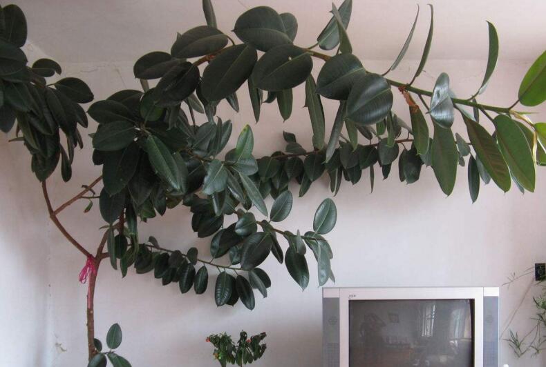 橡皮樹落葉子怎么回事，中自然原因和病害5種原因造成的