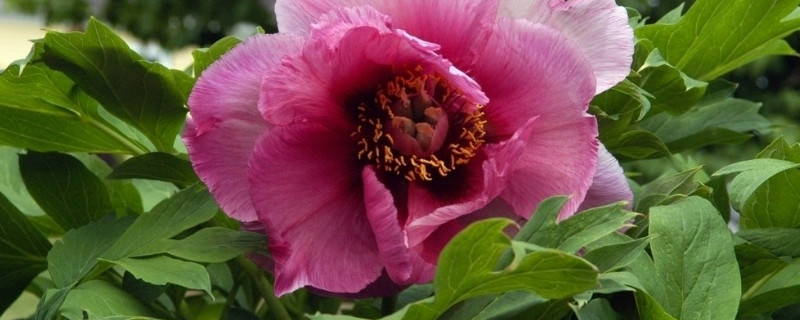 春節(jié)盆栽牡丹開(kāi)花后怎么管理