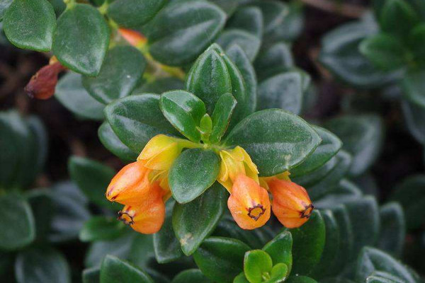 金魚吊蘭夏天的養(yǎng)殖方法和注意事項(xiàng)