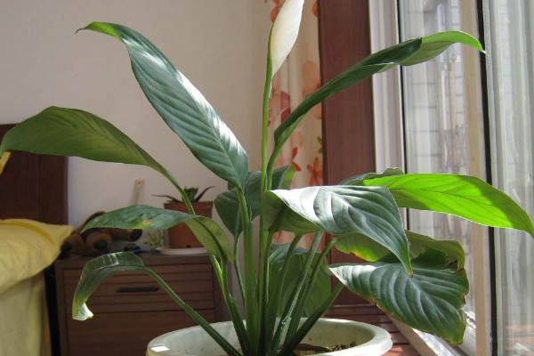 一帆風(fēng)順的葉子發(fā)黃怎么辦，調(diào)節(jié)光照和水分