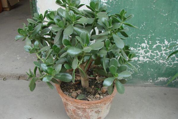 玉樹和燕子掌哪個(gè)貴，燕子掌的價(jià)值更高