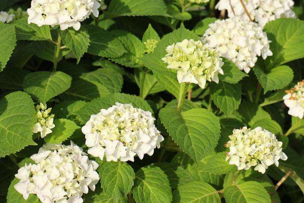 無盡夏枝條太細(xì)怎么辦