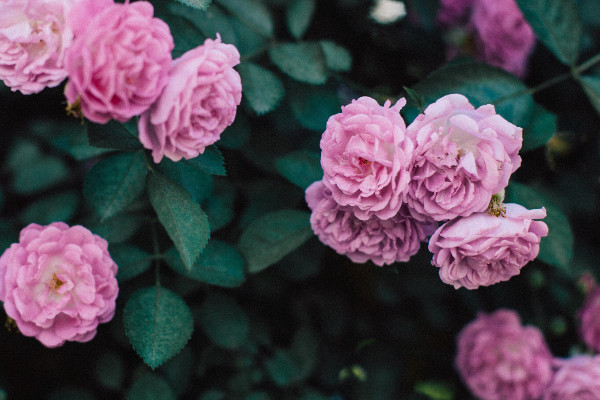 薔薇花什么時(shí)候種植