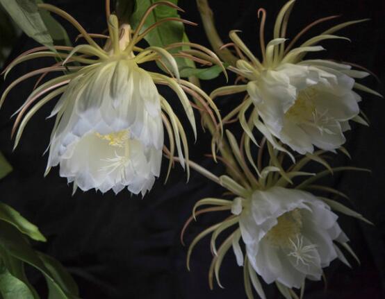 曇花怎么修剪，以輕剪與中剪為主(忌重剪)