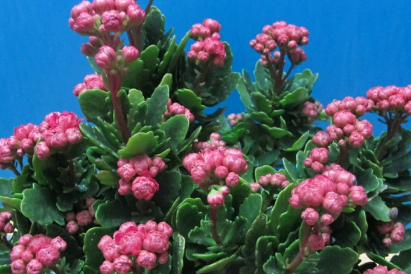 長(zhǎng)壽花夏天不開(kāi)花嗎