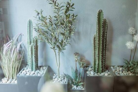 仙人掌的養(yǎng)殖方法和注意事項(xiàng)，小白都能學(xué)會(huì)的種植方法和技巧