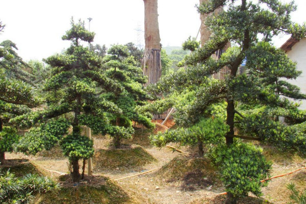 如何鑒別羅漢松的品種，短葉羅漢松較為常見