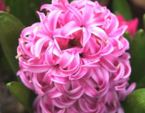 風(fēng)信子盆栽怎么種植，擇飽滿種球、露出土壤2厘米(存活最高)