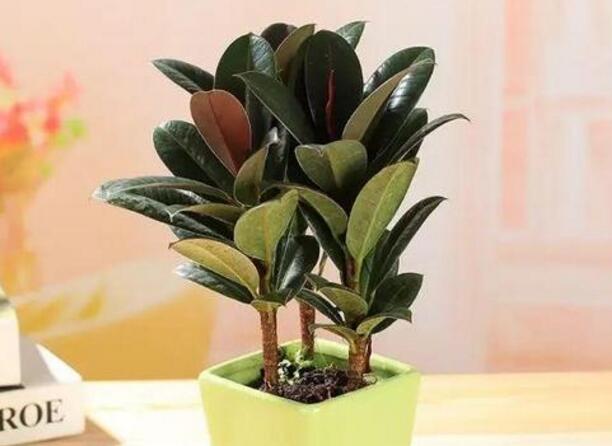 橡皮樹的副作用，對(duì)人體沒有特別大的傷害