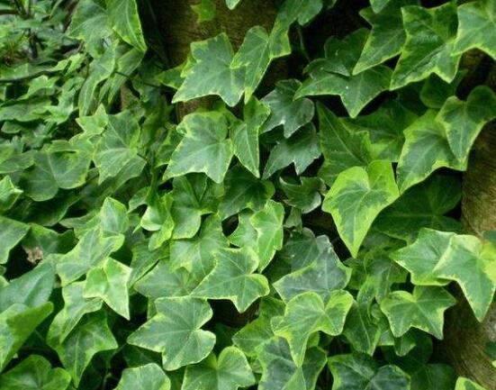 常春藤和爬山虎的區(qū)別，三個(gè)方法教你簡單分辨