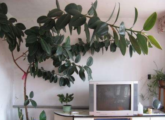 橡皮樹放在哪里旺風(fēng)水，盤點四個最佳位置(客廳/書房/陽臺/玄關(guān))