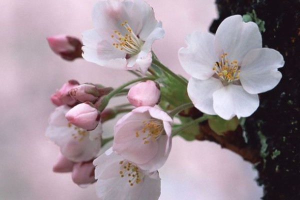 櫻花秋天會(huì)不會(huì)落葉