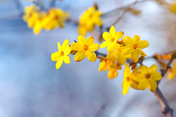 盆栽迎春花的養(yǎng)殖方法和注意事項(xiàng)