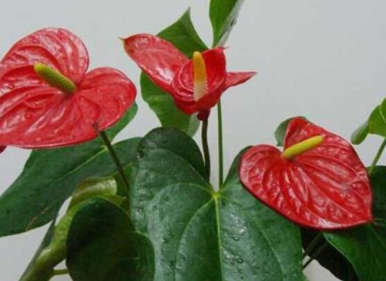 紅掌怎么養(yǎng)才能開花，只需要做好六點(diǎn)花開茂盛