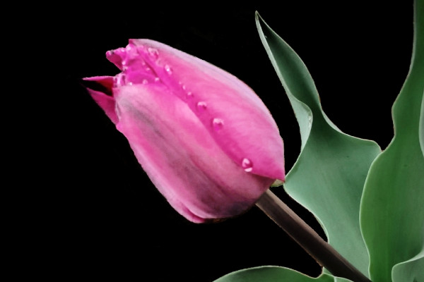 郁金香冬天會(huì)枯萎嗎