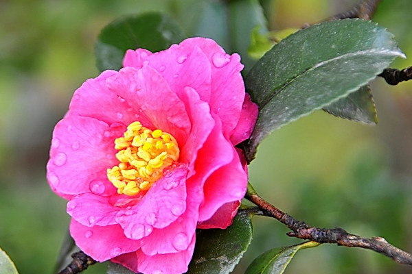 茶梅移栽時(shí)間