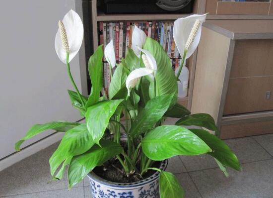 一帆風(fēng)順怎么澆水，一帆風(fēng)順可以澆啤酒嗎