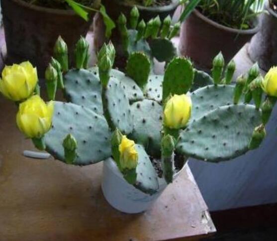 仙人掌怎么移植，用土覆蓋全根系、壓實(shí)土壤固定