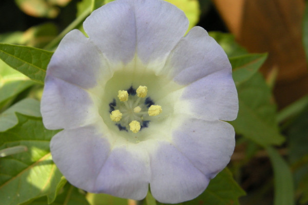 牽?；ǚN子是直接種嗎