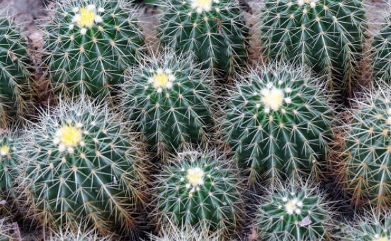 仙人球防輻射嗎，不能/只能防太陽紫外線(光學(xué)輻射)