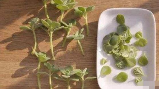 碰碰香怎么扦插，春夏秋季均可/以最基部枝條為主