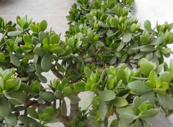 燕子掌的修剪方法，保留主枝反復(fù)摘心(春秋生長期)