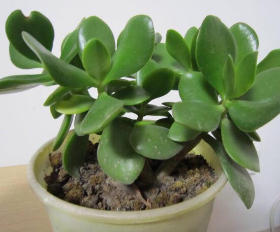 燕子掌換土后要澆水嗎，可根據(jù)具體情況來具體對待