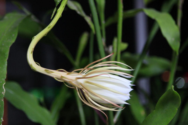 曇花為什么只長(zhǎng)葉子