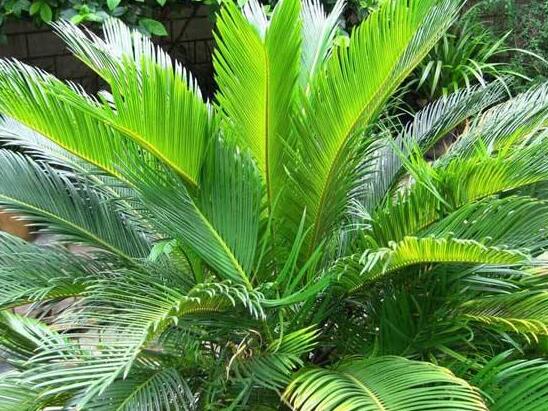 鐵樹葉子發(fā)黃怎么辦，鐵樹葉子發(fā)黃解決辦法