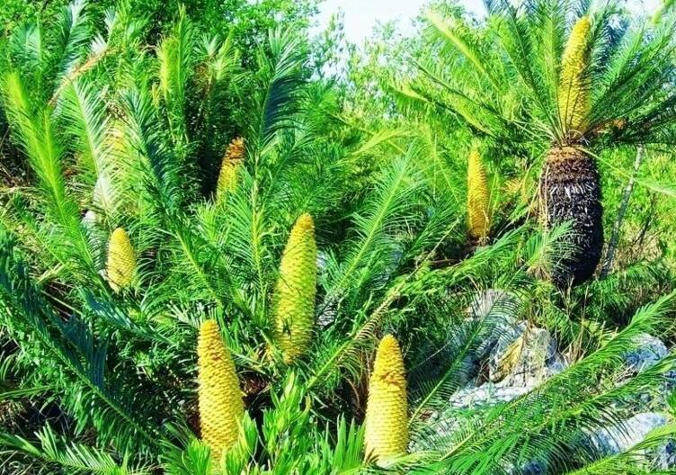 蘇鐵有哪些價(jià)值作用，極具觀賞價(jià)值和食用價(jià)值