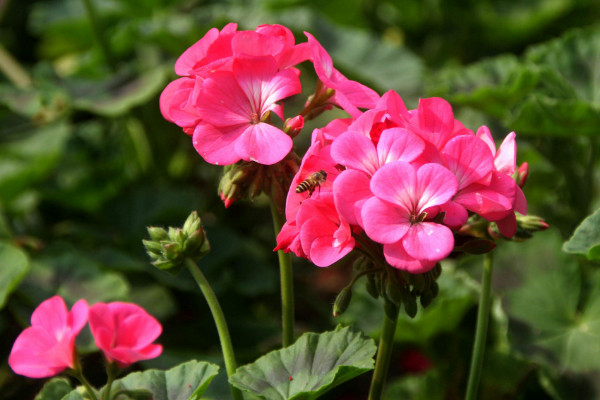 大花天竺葵怎么養(yǎng)，選用富含腐殖質(zhì)營養(yǎng)的土壤栽培