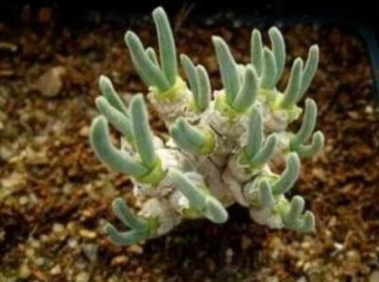 碧光環(huán)發(fā)芽后要澆水嗎，需要/只需要保持濕潤環(huán)境即可