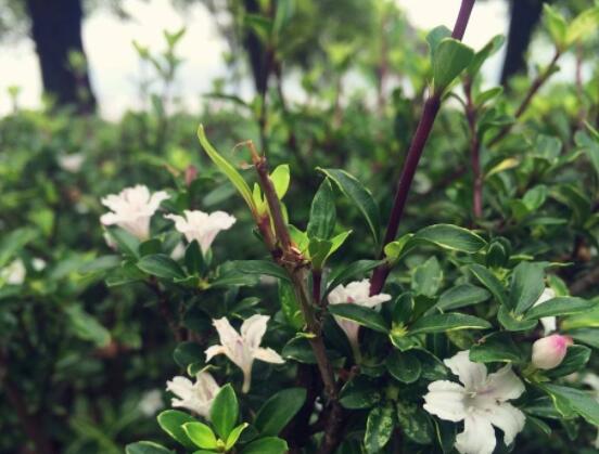 六月雪盆景造型方法，直乾式虬曲式懸崖式三種造型