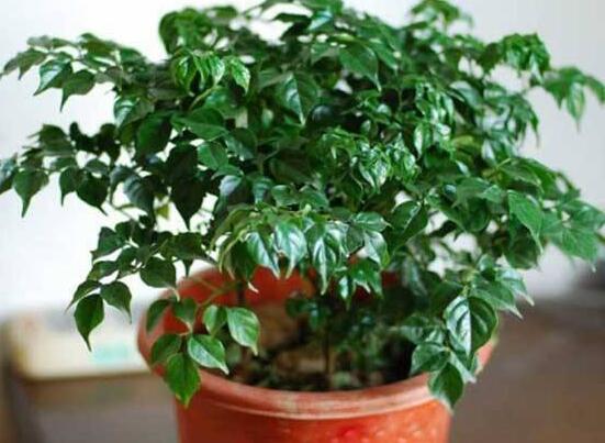 幸福樹(shù)怎么繁殖，教你三種繁殖方法(播種/壓條/扦插)