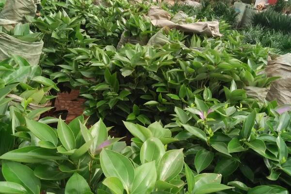 平安樹長太高怎么辦，適當(dāng)?shù)男藜艏纯? src="/nongchan/d/file/20201223/x5aw2rpt2wc.jpg" / data-RI0Y="2EErNv"></p>
<p data-B4xM="xEMrDk">
	平安樹長太高怎么辦，其實(shí)我們只需要對(duì)其進(jìn)行一個(gè)修剪就可以解決這個(gè)問題，對(duì)于它的修剪而言，我們需要掌握好時(shí)間以及方法，下面就對(duì)平安樹的修剪做一個(gè)詳細(xì)的介紹。</p>
<p data-gnoI="wReqFv">
	<strong data-CAm2="KzkOFg">時(shí)間的選擇</strong></p>
<p data-INsM="hxk3aY">
	<img alt=