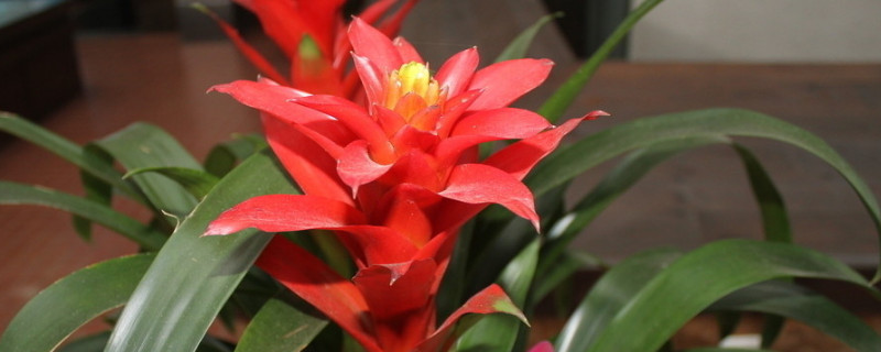 鴻運當(dāng)頭那個紅色是花還是葉