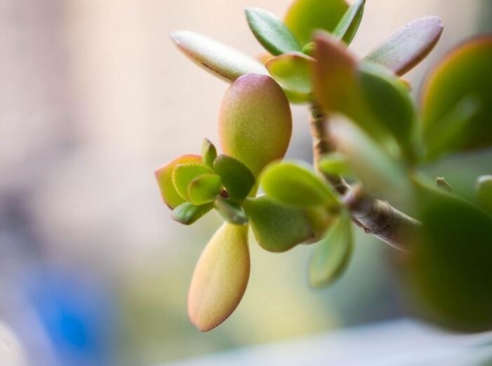 燕子掌生蟲了怎么辦，4種不同的病蟲害治療方法