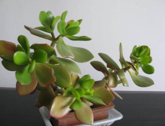 家里養(yǎng)玉樹有什么寓意，家庭和諧、事業(yè)順暢，學(xué)業(yè)有成