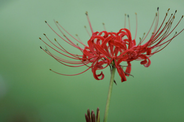 彼岸花秋天不開(kāi)是不是死啦