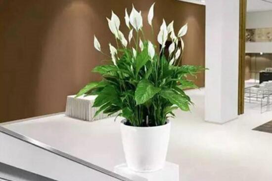 一帆風(fēng)順花的擺放禁忌，忌光線太強與溫度極低處